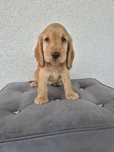 Cocker spaniel suczka