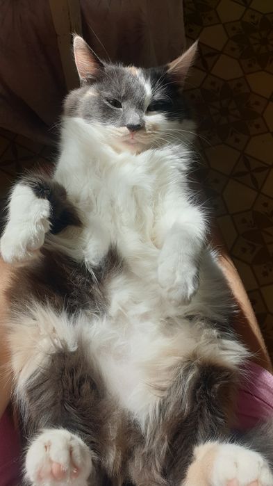 Кошенята турецької ангори