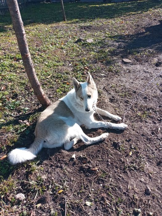 Продам ЗСЛ Сука 18 грудня буде рік за всіма питаннями пешить з воніть