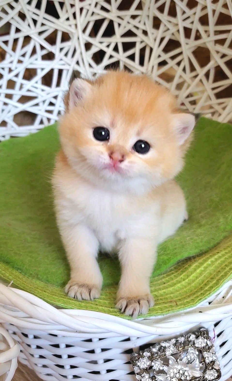 Нежненькие и ручные лапули, котята золотая шиншилла