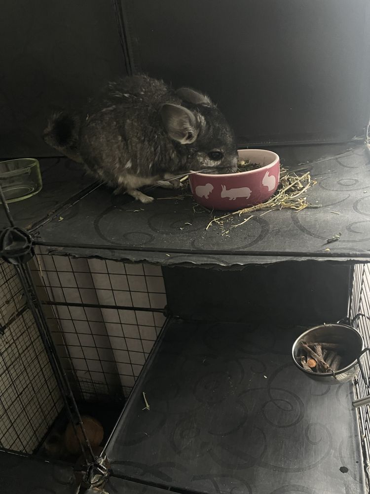 Adopcja- szynszyle razem z klatką