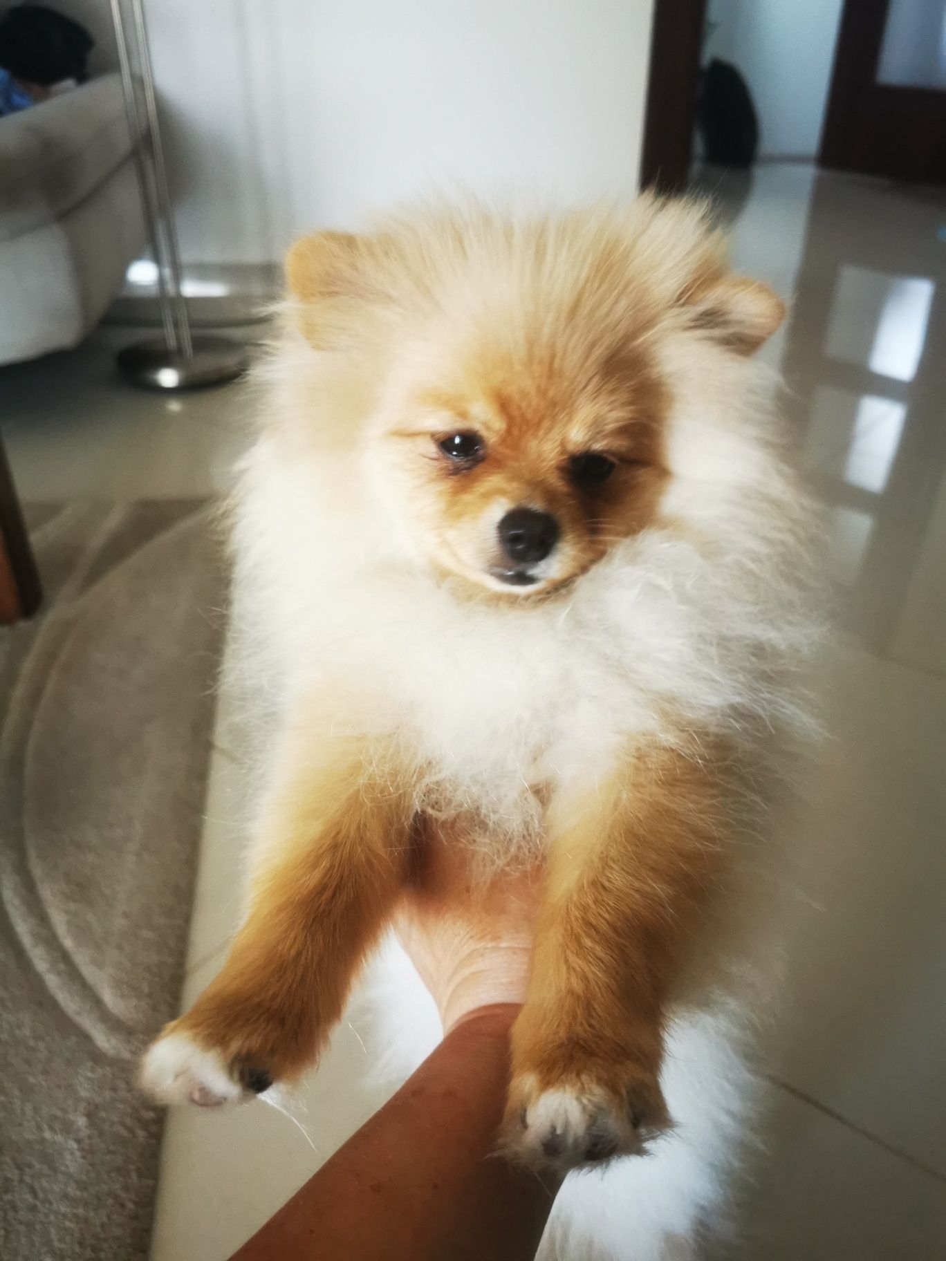 Pomeranian szpic miniaturowy śliczna dziewczynka 5 miesięcy