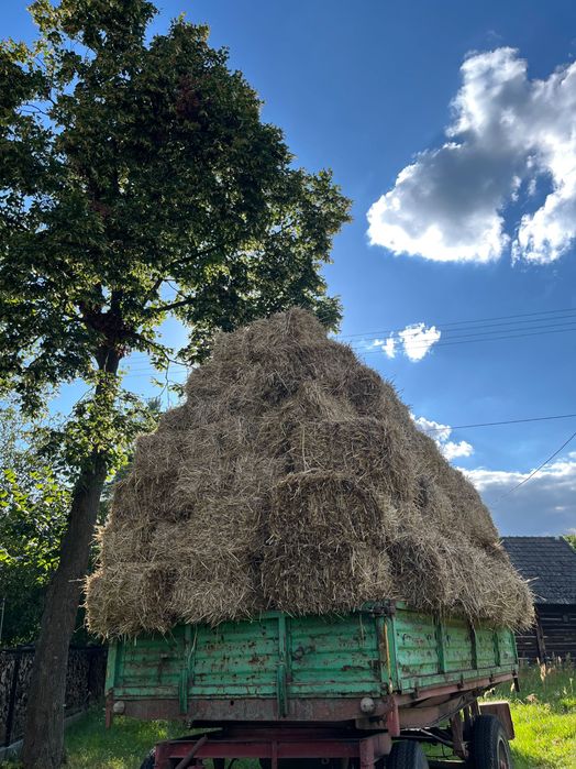 słoma i siano kostka tegoroczne