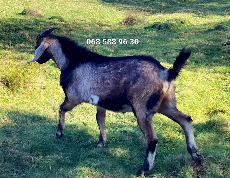 Цап Англо-нубієць на паровку