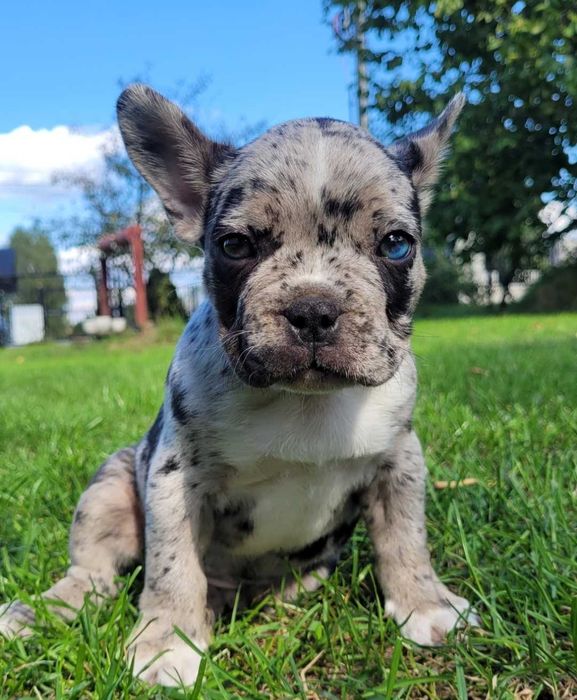 Śliczny Buldog francuski
