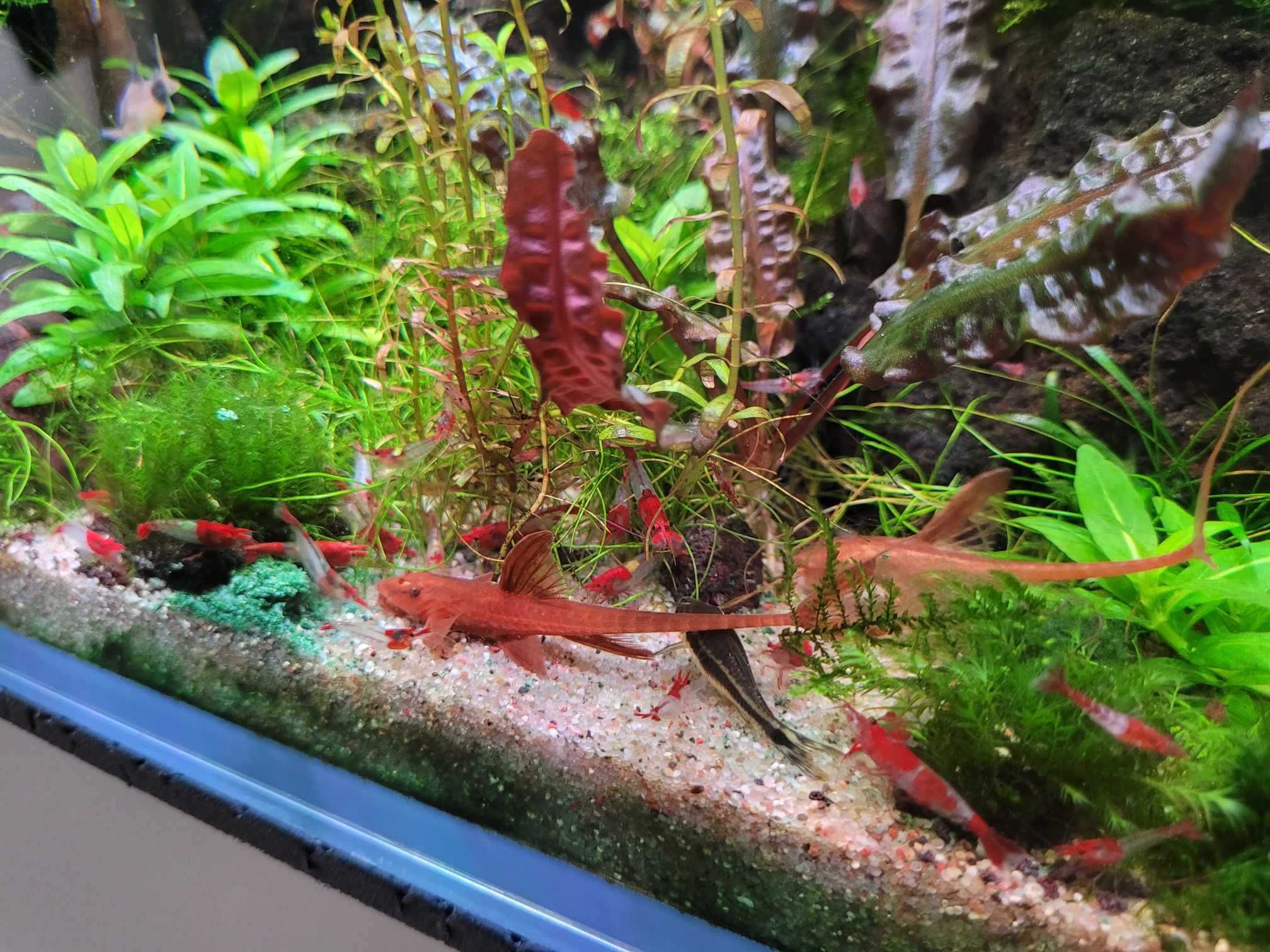 Krewetki red rili