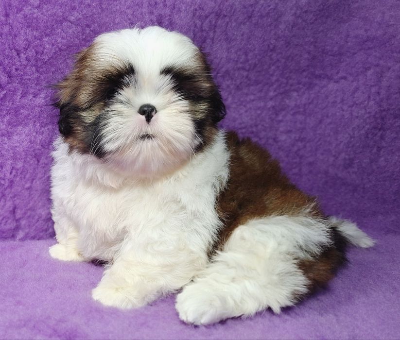 Shih Tzu z rodowodem - REZERWACJA wszystkich szczeniąt !