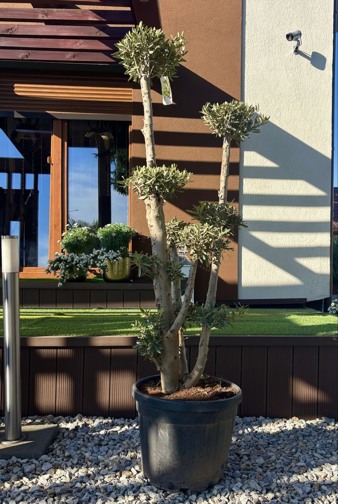 OLEA EUROPEA/ drzewko oliwne