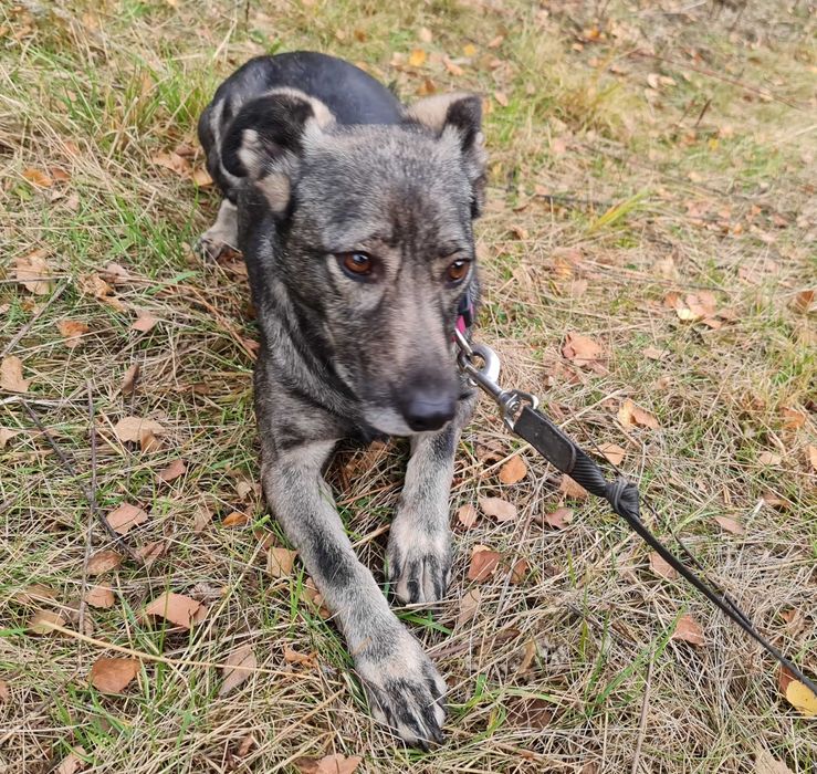 Daisy potrzebuje domu, aby mogła wreszcie normalnie żyć.
