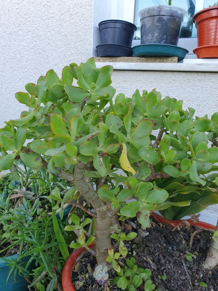 Plantas variadas