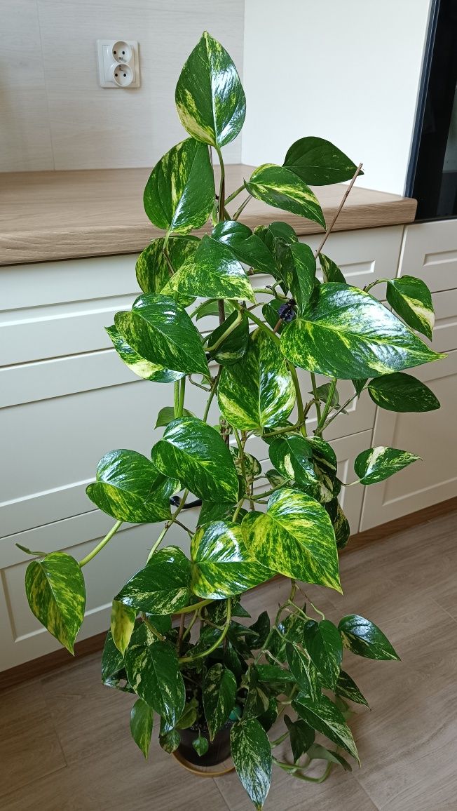 Epipremnum Aureum (złociste). Długość pędów ok 3 metry.