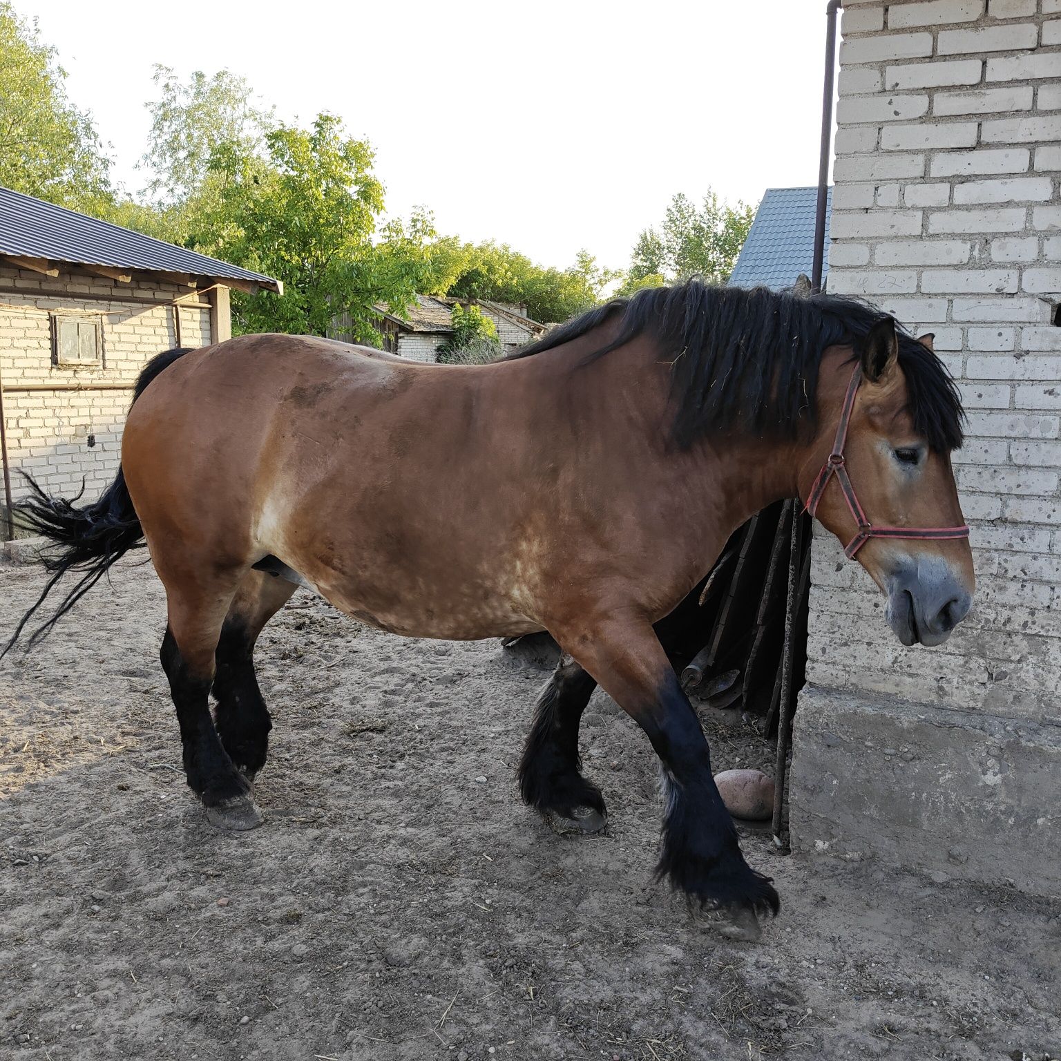 Sprzedam klacze kara ,gniada.