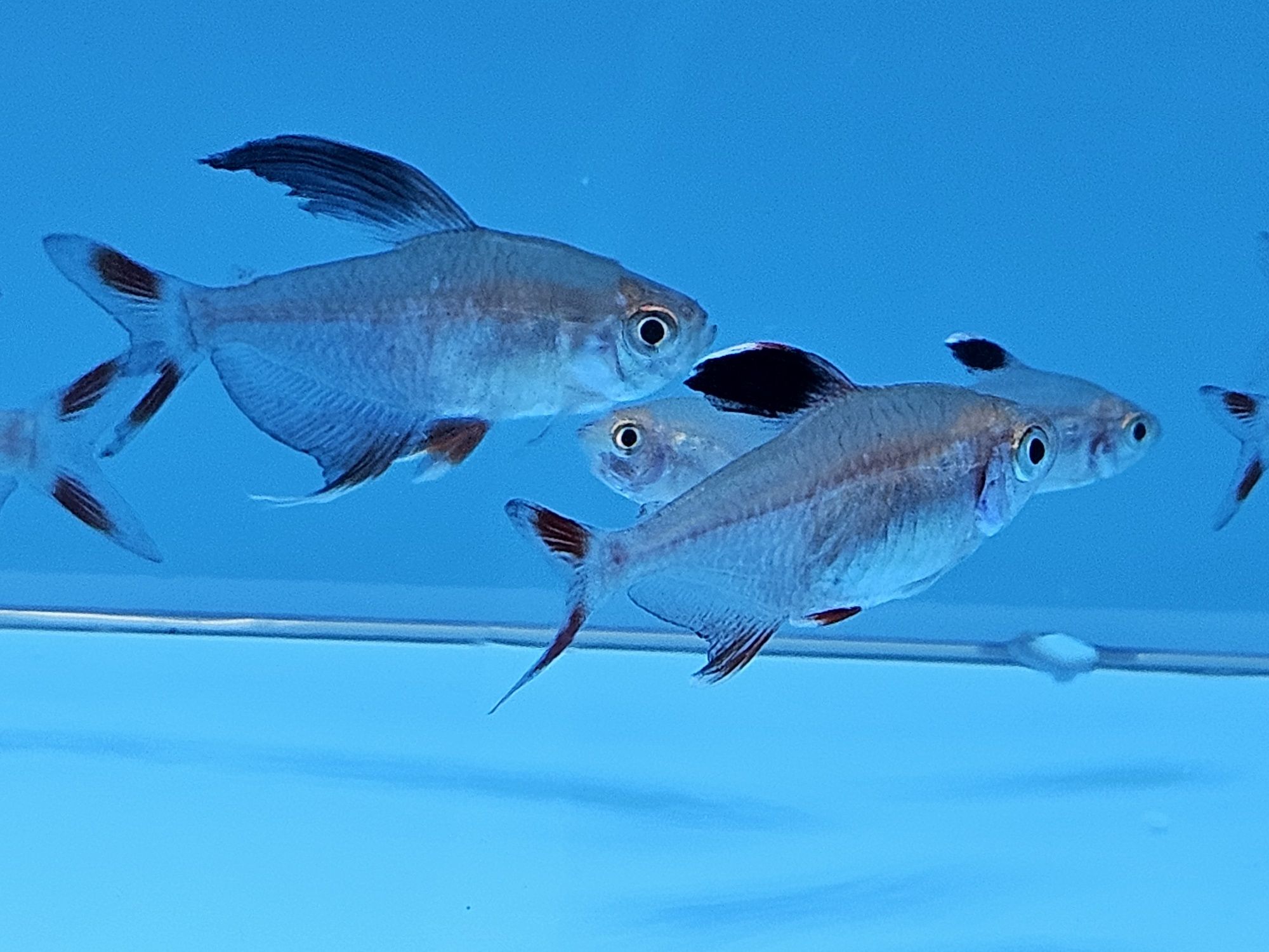 Bystrzyk ornatus/Fantom ornatus