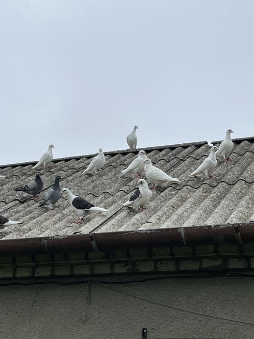 Gołębie pocztowe