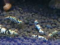 Fancy Tiger Black