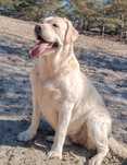 Labrador Retriever biszkoptowa suczka