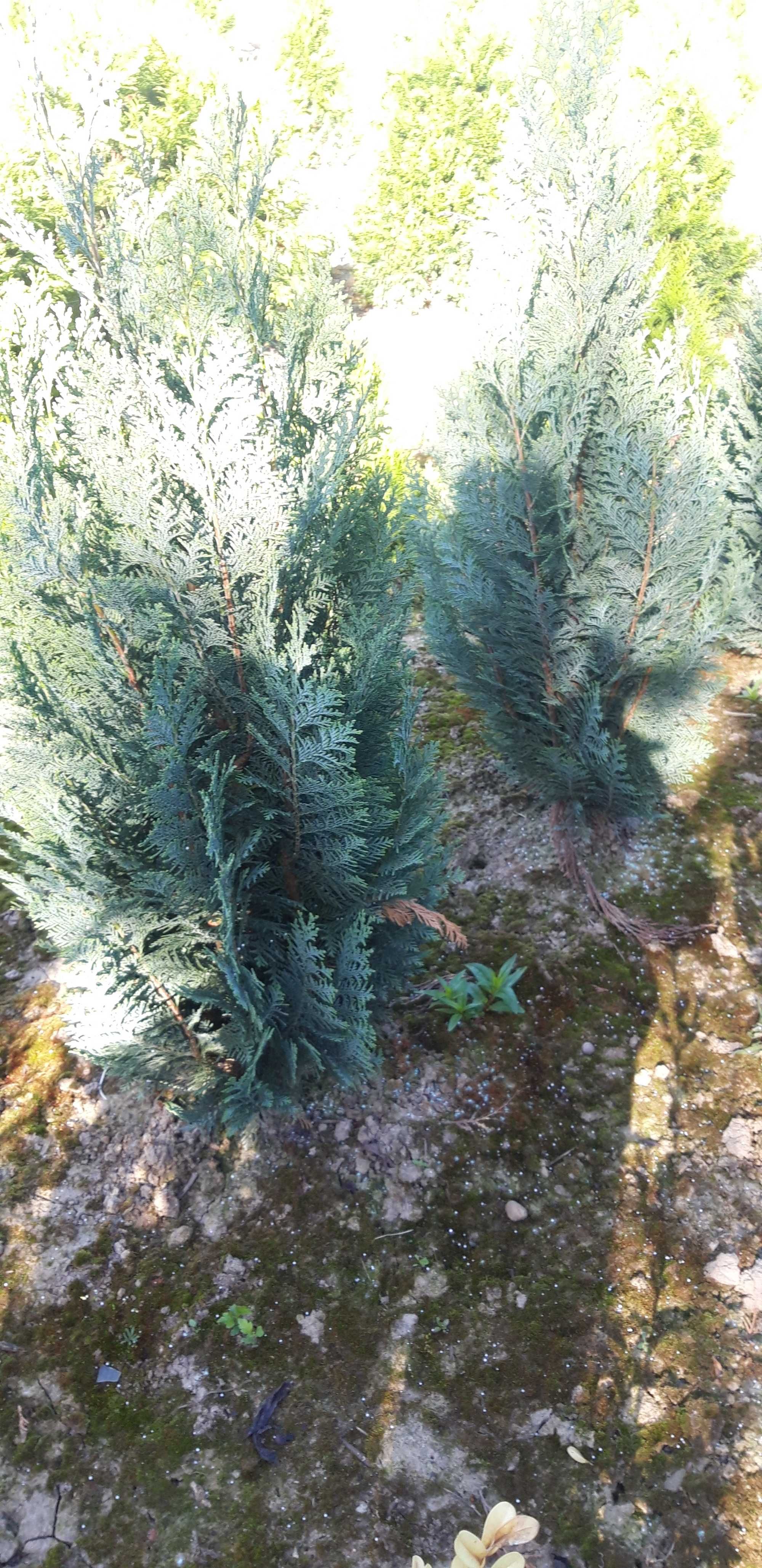 Krzewy ozdobne jałowce, kule, cyprysy 50-120 cm