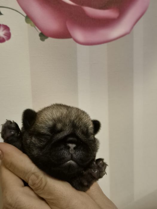 Mopsik chłopiec Fci