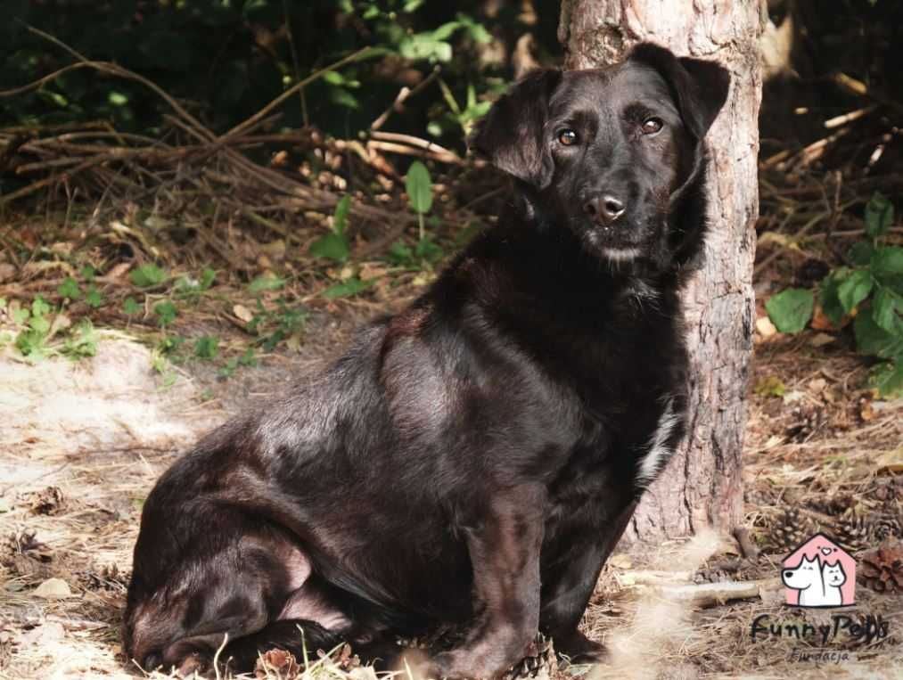 Ares - psiak o wielkim sercu poleca się do adopcji!!!