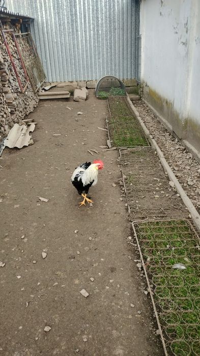 Kogut Włoszka srebrna