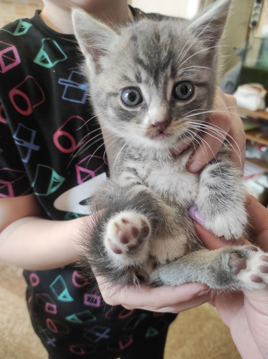 Подарую кошенят, котята, кошенята