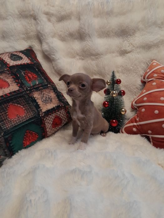 Chłopiec w kolorze liliowym, chihuahua