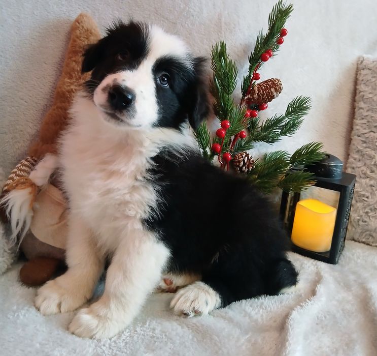 Border collie szczenię