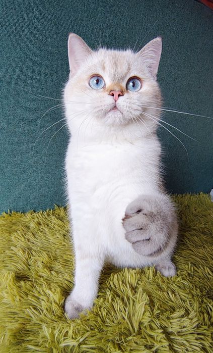 Szkocki kocurek szynszyla point wcf