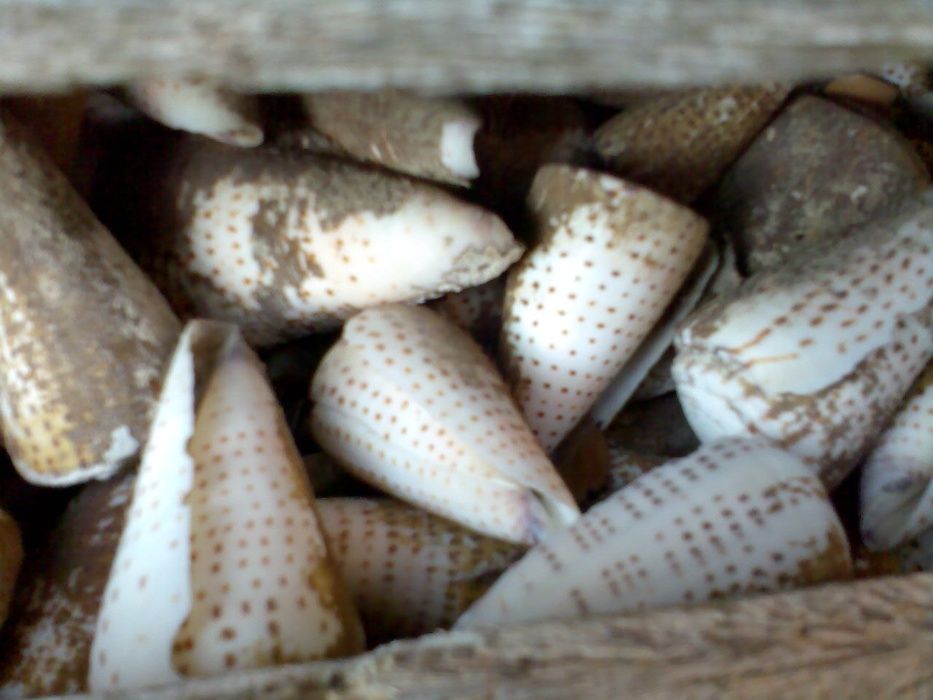 Conchas e búzios forma cone (conus)-kg