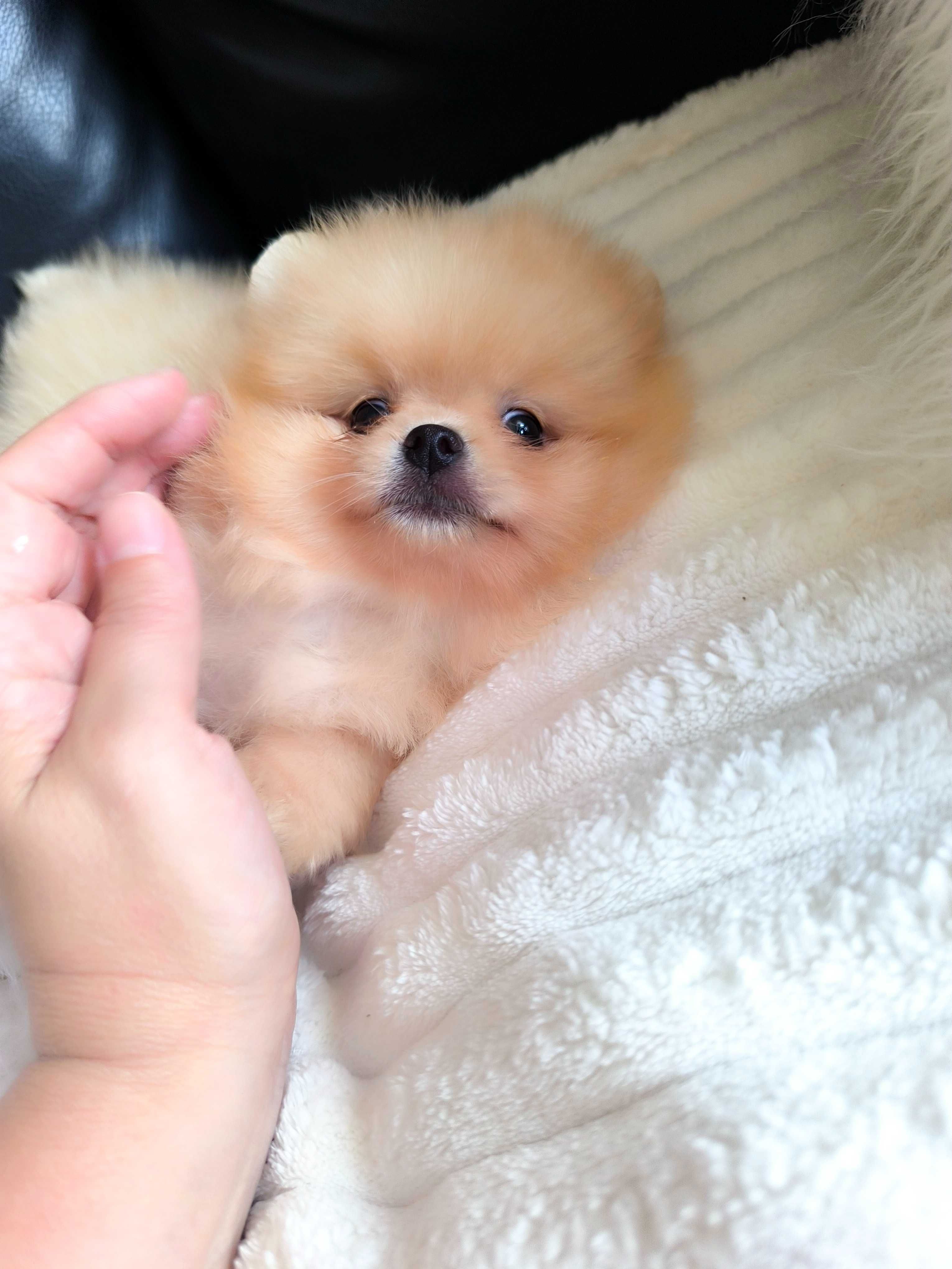 Spitz Anão Lulu da Pomerânia. Super mini. Lop e Afixo. Russo. Ursinha.