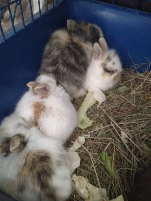 Мини кролики разные окрасы