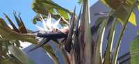 Sementes estrelicia gigante branca 2 un (Strelitzia Augusta)