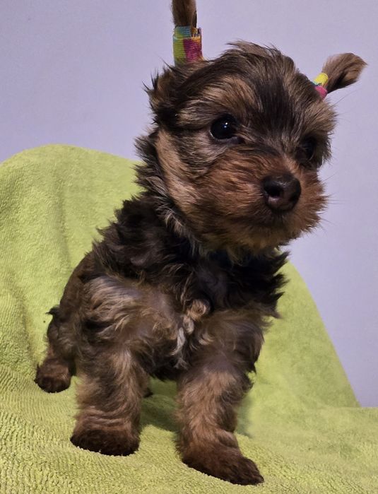 Yorkshire Terrier Ocean Pearl