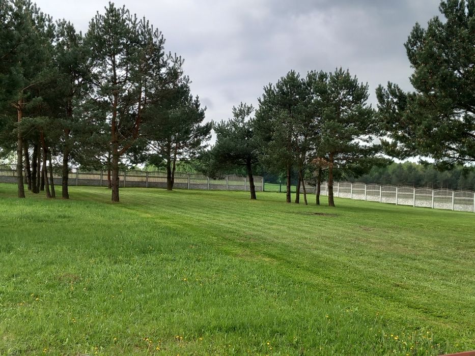 Wycinka drzew usługi rębakiem koszenie czyszczenie kostki