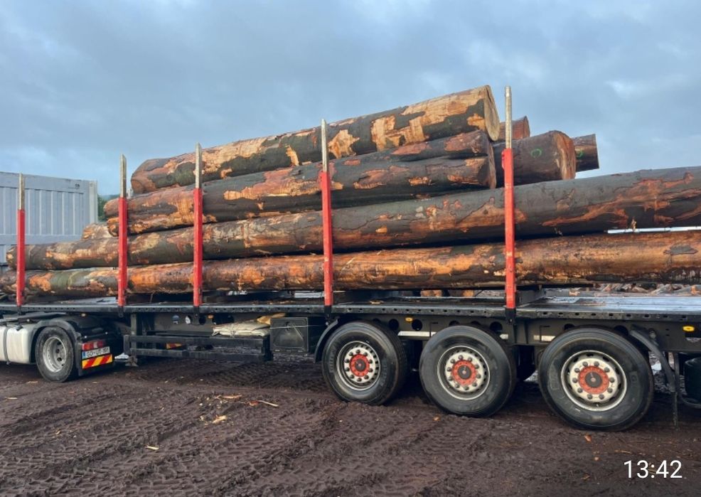 Buk tartaczny kłoda