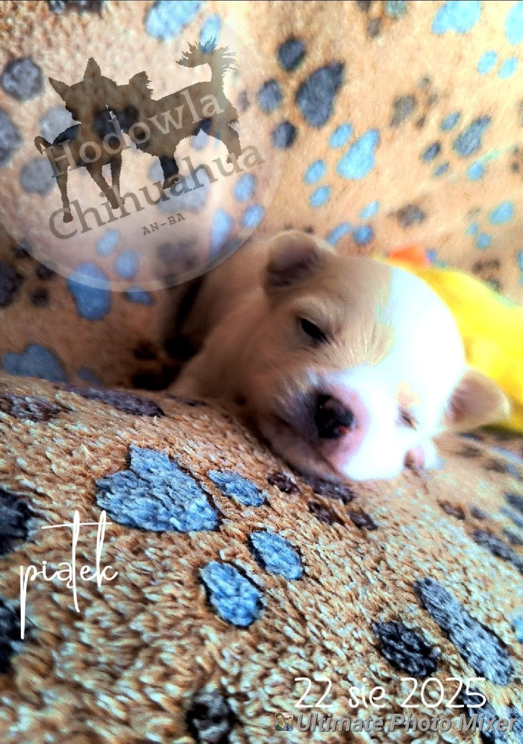 Sunia chihuahua długowłosa