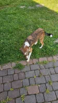 Pies piesek do adopcji