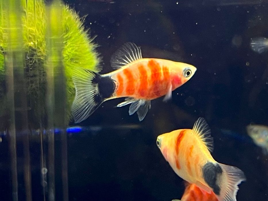 Platka Zmienniak Plamisty Piękna Rybka Do Akwarium