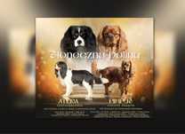 Cavalier king charles spaniel zapowiedz miotu