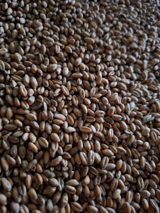 Pszenica Euforia RGT Kilimanjaro pierwszy raz po centrali