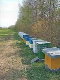 Бджолопакети,  відводки , бджолосімї