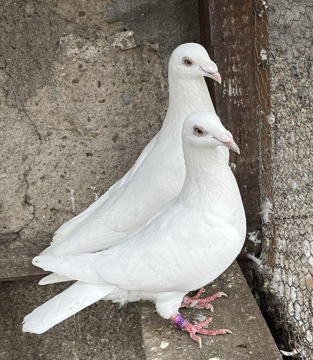 Gołębie pocztowe samce białe na Glazer