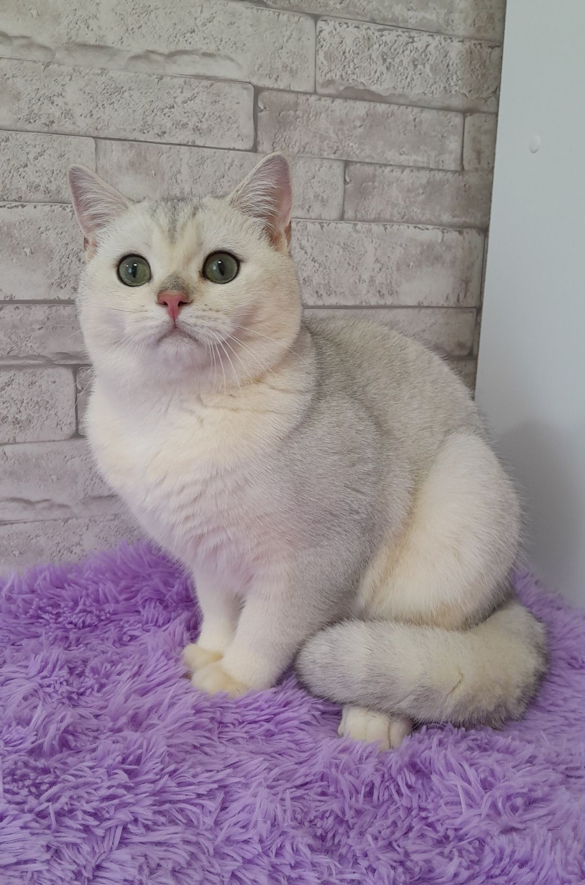 Срібна шиншила, лагідний британський котик