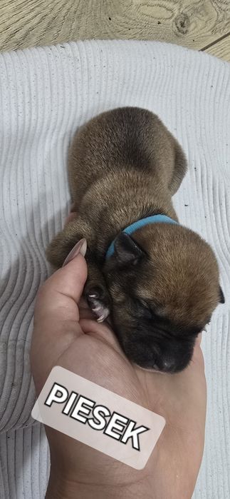 Oddam W Dobre Ręce [ mama amstaff ]