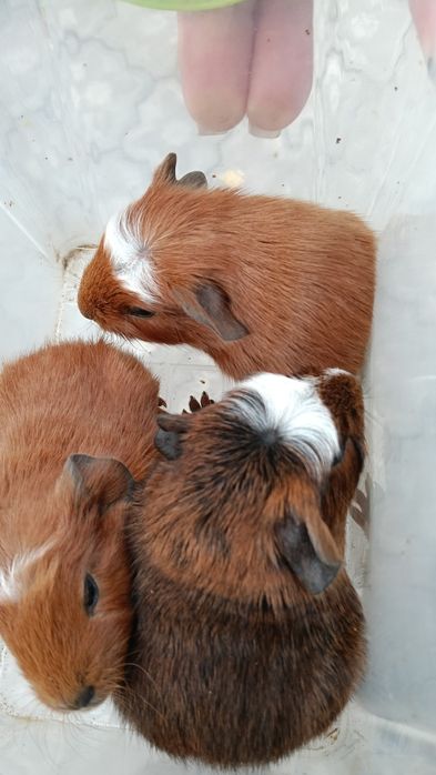 Малыши морской свинки.