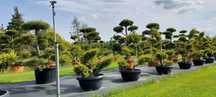 bonsai jałowiec bonsai wys 150-200cm producent ok duży wybór promocja
