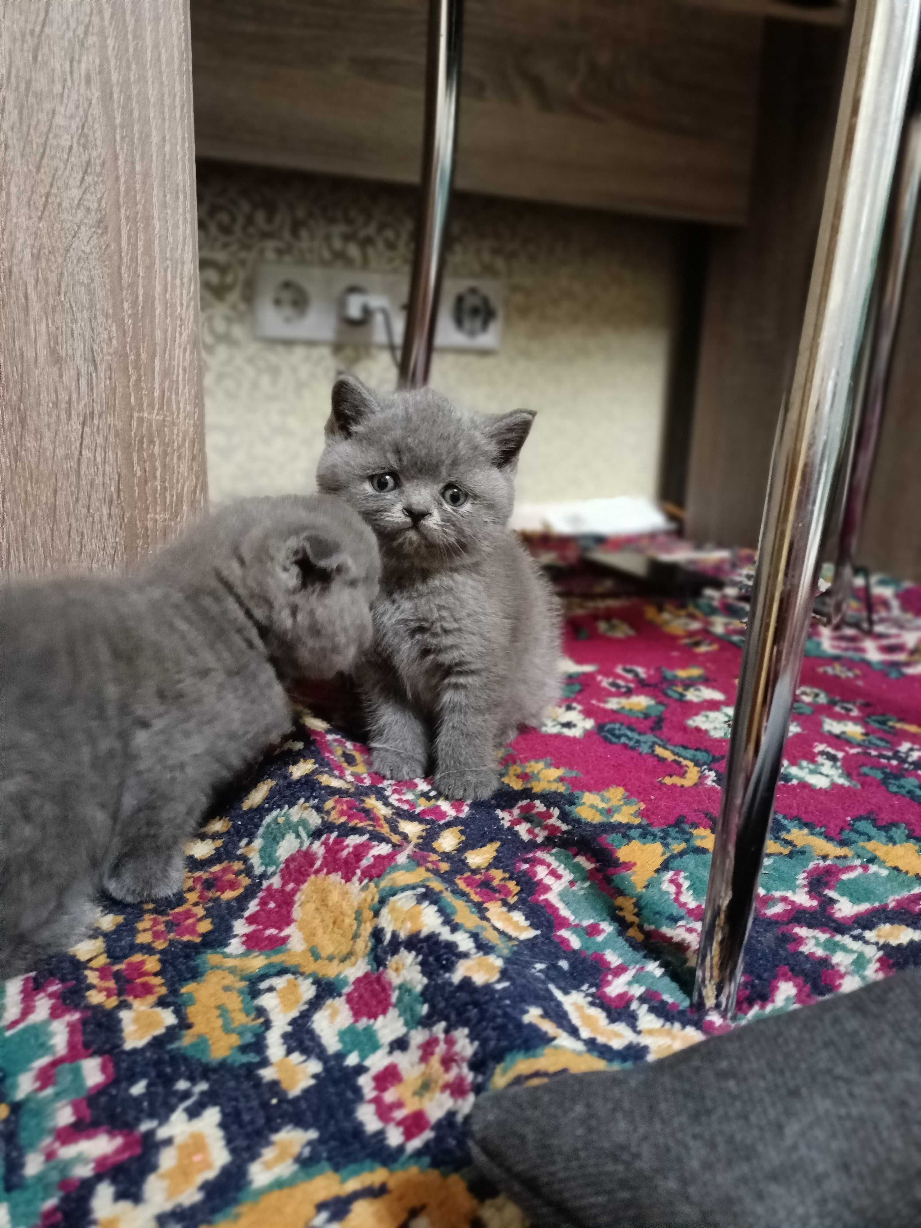 Британські кошенята