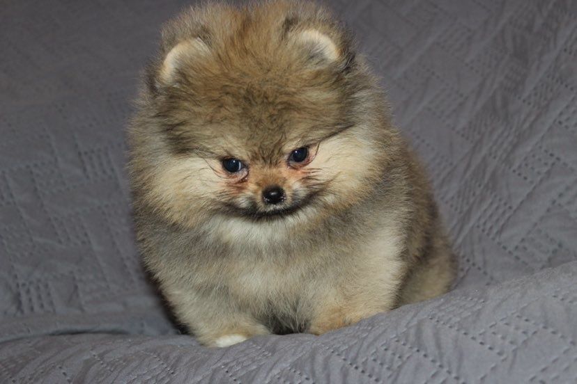 Szpic miniaturowy. Pomeranian