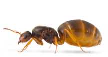 Lasius flavus królowe