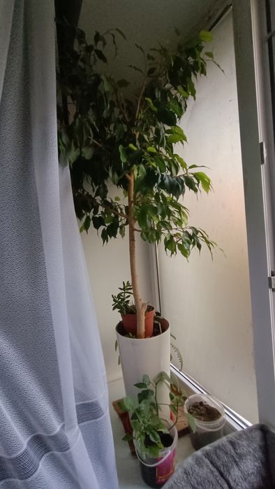 Продам фикус ___